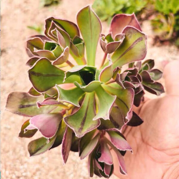 使徒法師蓮花掌屬 Marnier Lapostolle (Aeonium)