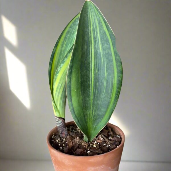 寶扇錦虎尾蘭 Mason's Congo Whale Fin (Sansevieria Masoniana var.)