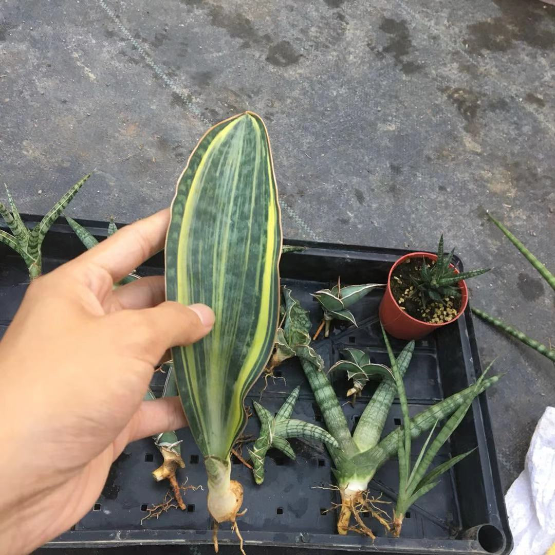 寶扇錦虎尾蘭 Mason's Congo Whale Fin (Sansevieria Masoniana var.)：圖片 2