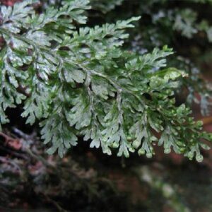 蕗蕨 Mecodium Badium