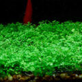 爬地矮珍珠（Hemianthus callitrichoides）