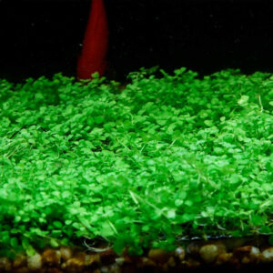 爬地矮珍珠（Hemianthus callitrichoides）