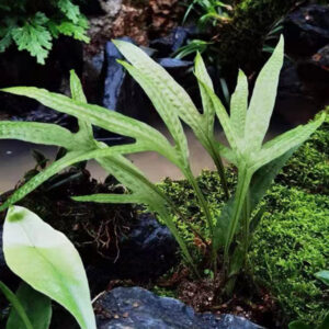 有翅星蕨 Microsorum pteropus (Blume) Copel.