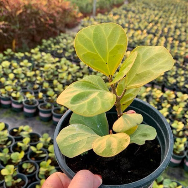 金卓葉 Mistletoe Fig (Ficus deltoidea gold)：圖片 3