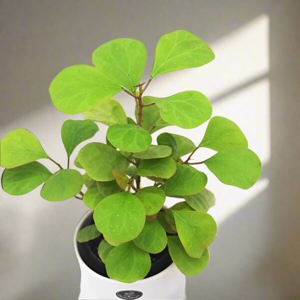 金卓葉 Mistletoe Fig (Ficus deltoidea gold)