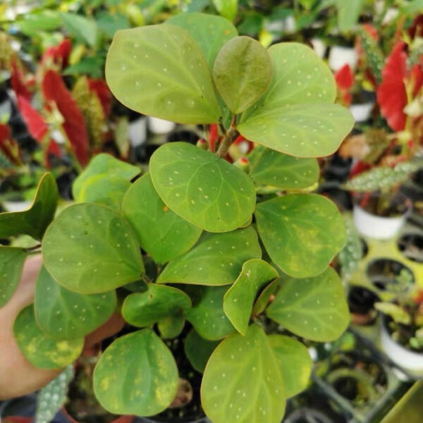 金卓葉 Mistletoe Fig (Ficus deltoidea gold)：圖片 4