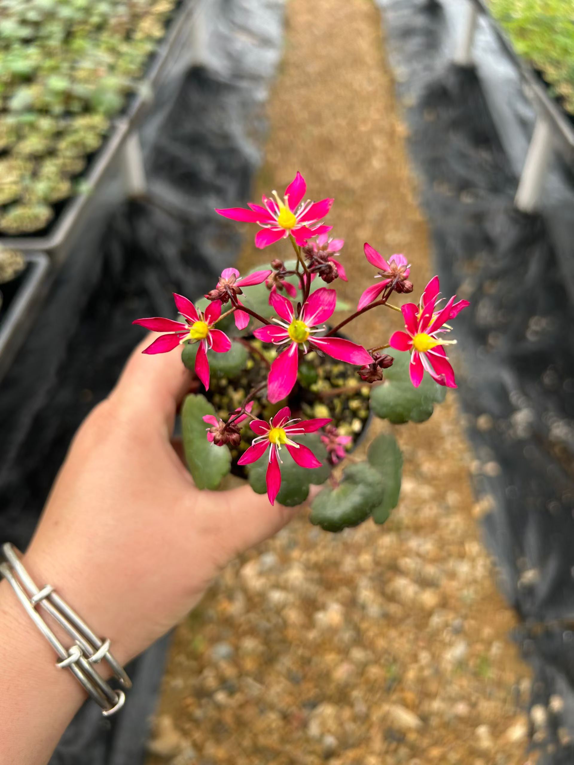 大文字草赤花 Saxifraga fortunei 'Akiba':圖片 6