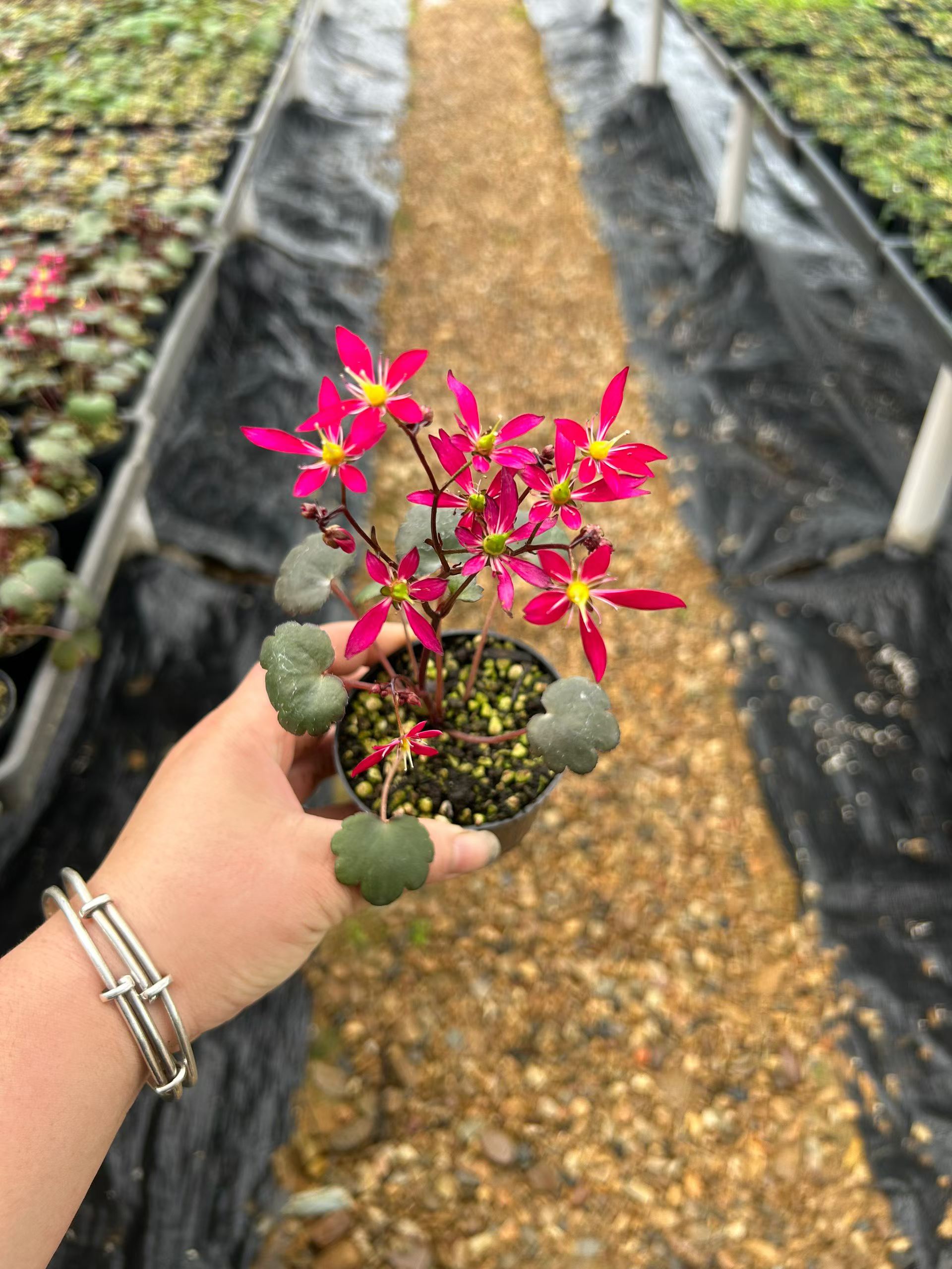 大文字草赤花 Saxifraga fortunei 'Akiba':圖片 7