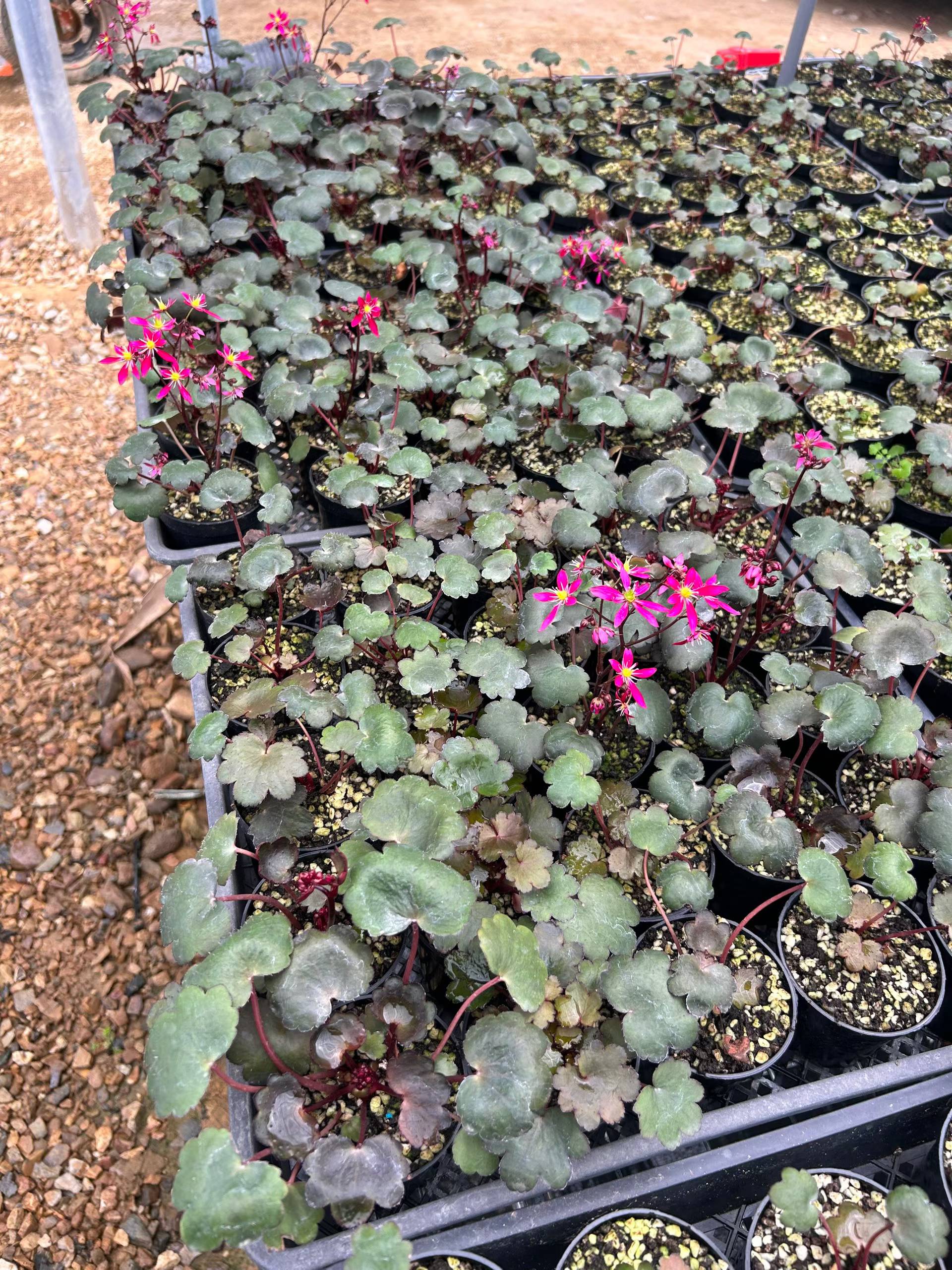 大文字草赤花 Saxifraga fortunei 'Akiba':圖片 5