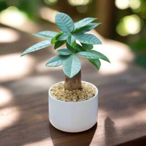 發財樹 Money Tree (Pachira aquatica)