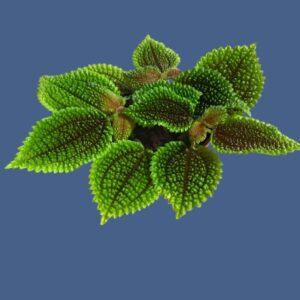 皺葉冷水花 Moon Valley Pilea (Pilea mollis)