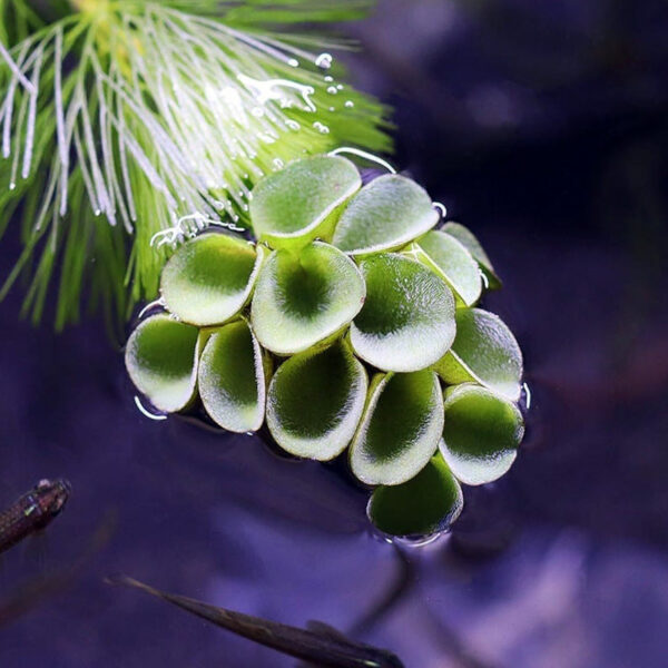 肚兜萍 Salvinia cucullata：圖片 2