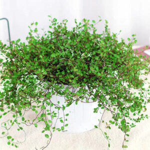 千葉蘭 Muehlenbeckia complexa Meisn