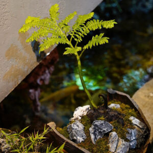 觀音坐蓮蕨 Mules-foot Fern (Angiopteris fokiensis Hieron)