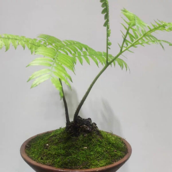 觀音坐蓮蕨 Mules-foot Fern (Angiopteris fokiensis Hieron)：圖片 4