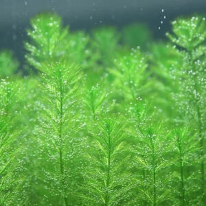 杉葉狐尾藻 Myriophyllum hippuroides