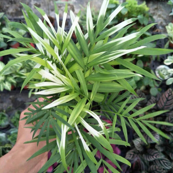 袖珍椰錦 Neanthe Bella palm (Chamaedorea elegans Mart.)