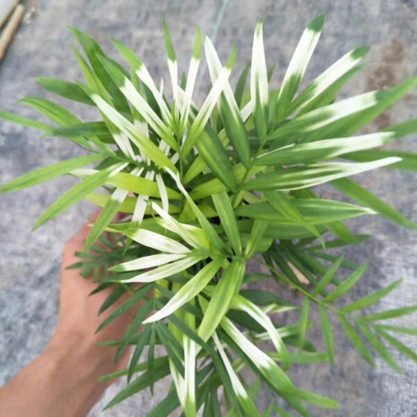 袖珍椰錦 Neanthe Bella palm (Chamaedorea elegans Mart.)：圖片 2