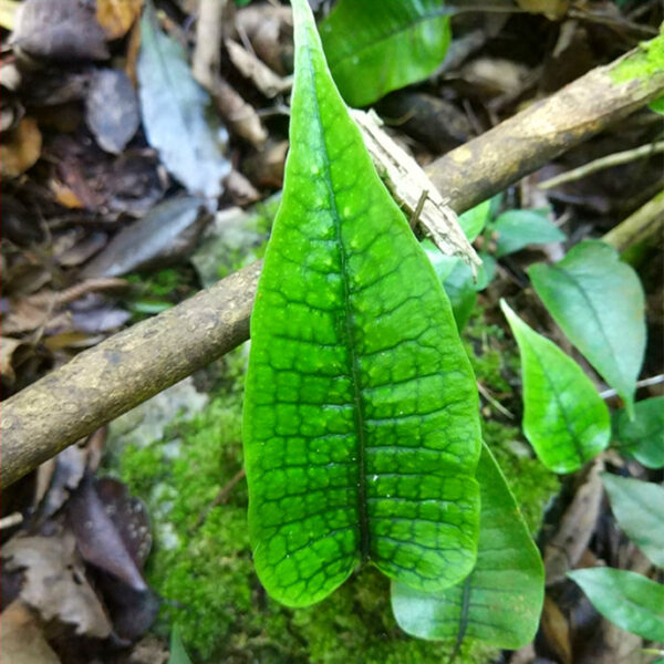 盾蕨屬 Neolepisorus sp. (Scales)