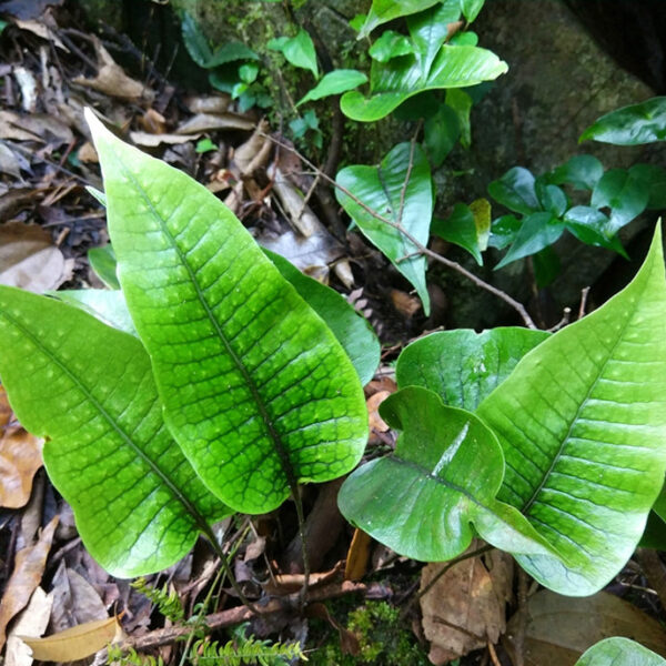 盾蕨屬 Neolepisorus sp. (Scales)：圖片 2