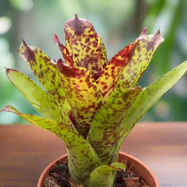 五彩鳳梨屬 Night spot (Bromeliad neoregelia)