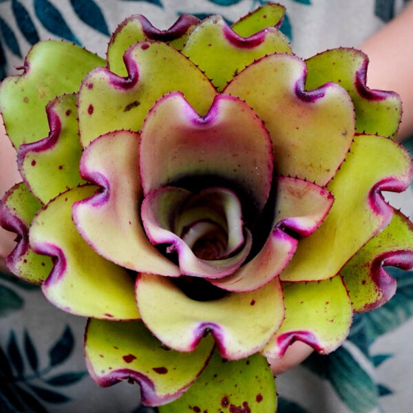 五彩鳳梨屬 Ninja pink (Bromeliad neoregelia)：圖片 2