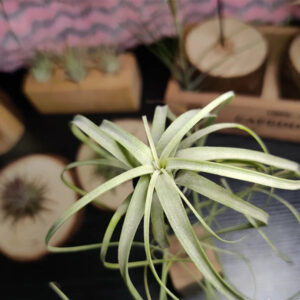 柳葉空鳳 Northern needleleaf (Tillandsia balbisiana)