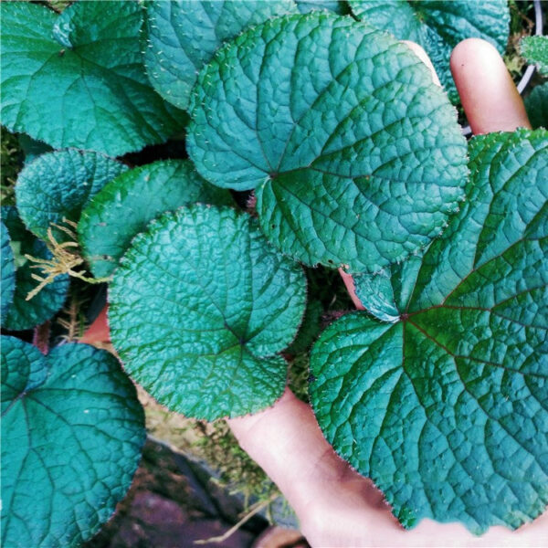 反藍色秋海棠 Begonia sp. (Blue)：圖片 4