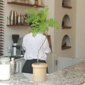 藍花楹 Jacaranda mimosifolia D. Don (Jacaranda tree)