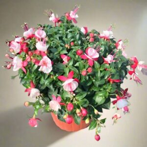 吊鐘花（應季花卉）