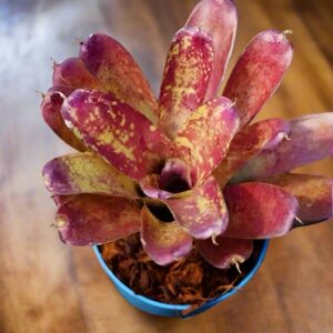 五彩鳳梨屬 Old love letter (Bromeliad Neoregelia)