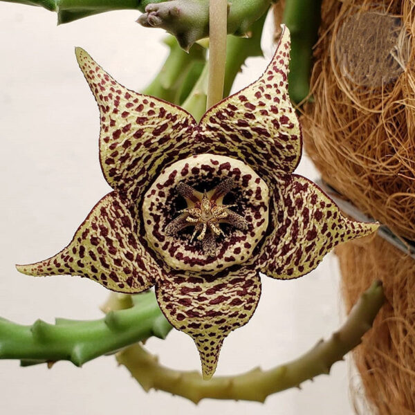 姬牛角/雜色豹皮花 Orbea variegate