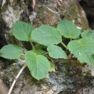 滇桂喜鹊苣苔 Ornithoboea wildeana