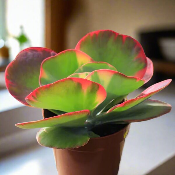 唐印 Paddle plant (Kalanchoe thyrsiflora)：圖片 2