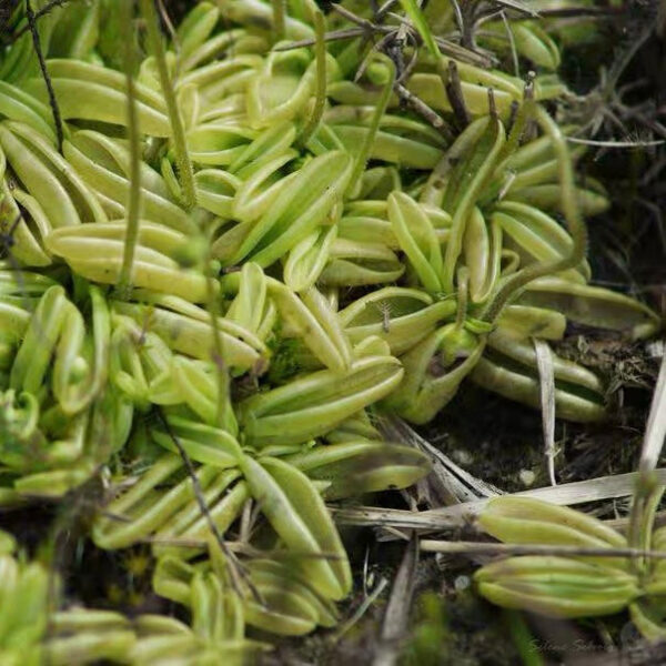 野捕蟲堇 Pinguicula lusitanica