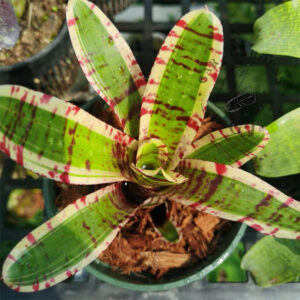 五彩鳳梨屬 Palmares (Bromeliad Neoregelia)