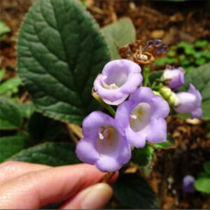 銹色蛛毛苣苔 Paraboea rufescens (Franch.) Burtt.