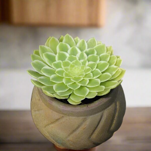 翡翠冰 蓮花掌屬 Party Platter (Aeonium)