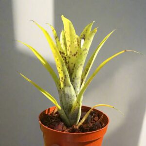 五彩鳳梨屬 Pauciflora (Bromeliad Neoregelia)