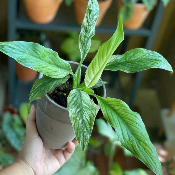 花葉白掌 Spathiphyllum Sensation Variegated：圖片 2