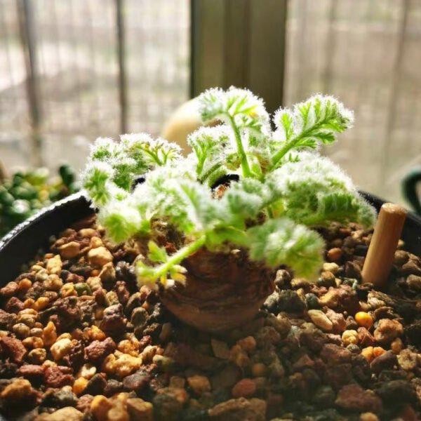 羽葉洋葵 Pelargonium appendiculatum：圖片 4