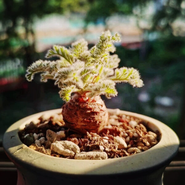 羽葉洋葵 Pelargonium appendiculatum：圖片 2