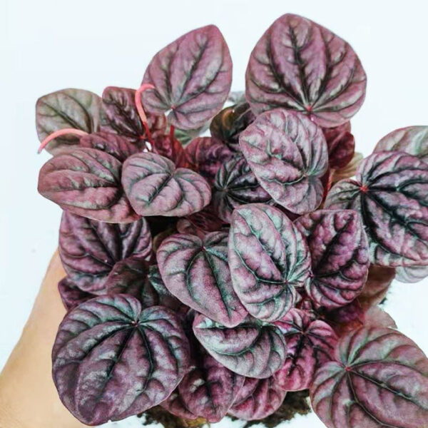 皺葉椒草 Peperomia caperata 'red'：圖片 2