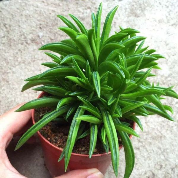 柳葉椒草   Peperomia ferreyrae：圖片 2