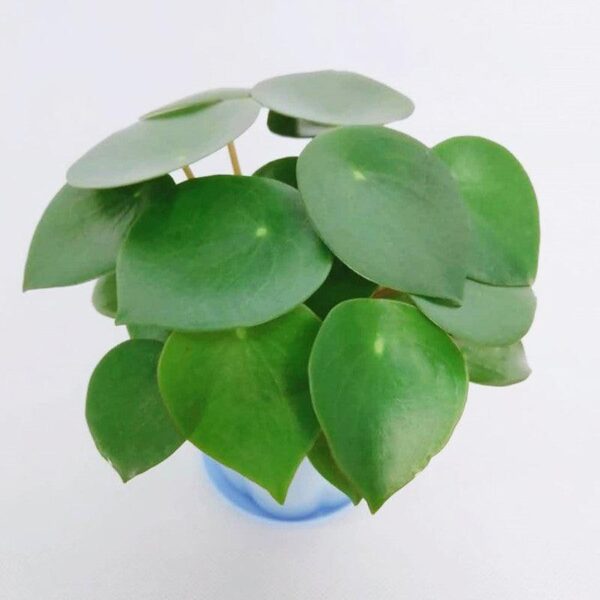 荷葉椒草 Peperomia polybotrya 'Raindrop'