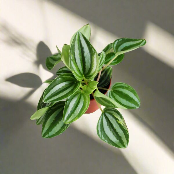 斑馬椒草 Sweetheart Peperomia (Peperomia verschaffeltii)