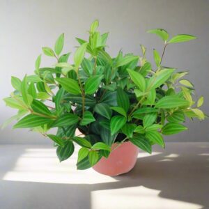 翡翠椒草 Peperomia dahlstedtii