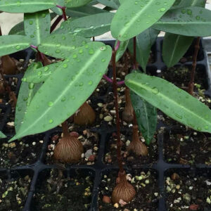紫背蘿藦 Propeller vine (Petopentia natalensis)