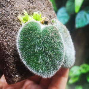 石蝴蝶苦苣苔 Petrocosmea sp.
