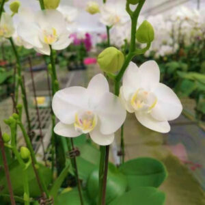 美麗蝴蝶蘭 Moth Orchid (Phalaenopsis amabilis)